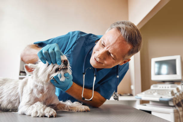 Best Pediatric Emergency Dentist in Enon, VA